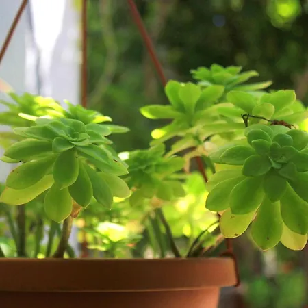 House With A Parking Space Orebic, Peljesac - 10165 Nyaraló